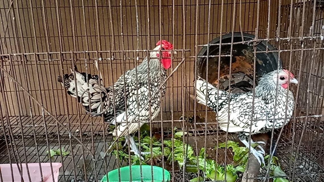 ไก่ซีไบร์ท 12