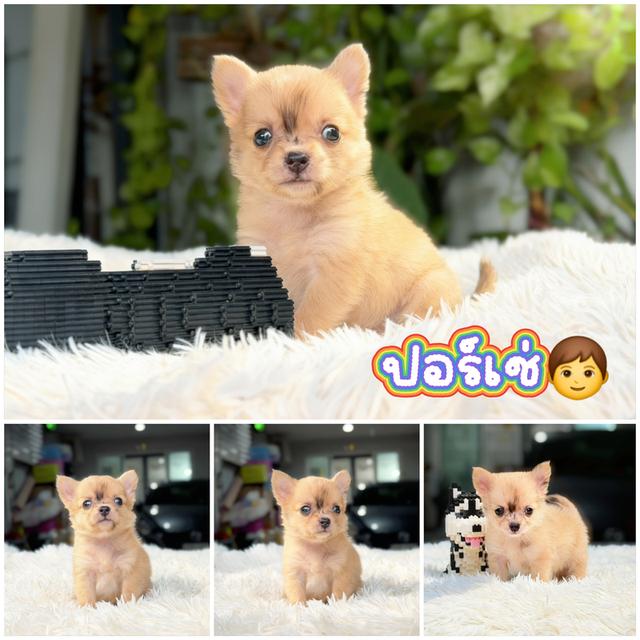 น้องปอร์เช่ชิวาวาขนสั้นสุดหล่อไซส์เล็กน่ารักมากพร้อมย้ายบ้านมีส่งเก็บปลายทาง