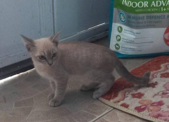 แมว พันธ์ผสม วิเชียรมาศ กะ สก็อตติส รูปที่ 6