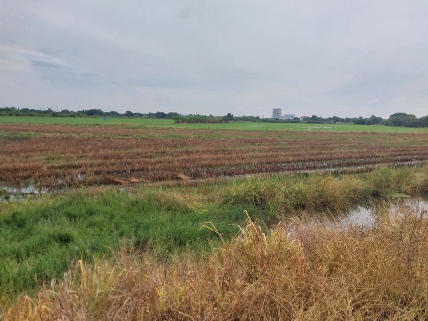 ที่ดินแถวปทุมธานีถนนราชพฤกษ์ตัดใหม่มุ่งหน้าปทุม 1