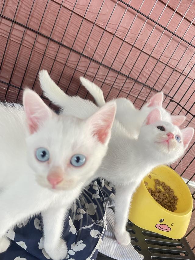 [เด็กๆพร้อมย้ายบ้านทั้ง3]พ่อพันธุ์ แม่พันธุ์ ไม่แบ่งครับ | แมวสายพันธุ์ขาวมณี(The White Pearl),แมวสายพันธุ์สก็อตติชโฟลด์(Scottish fold) รูปที่ 9