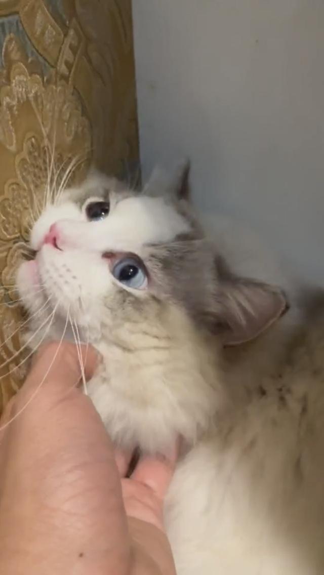 แร็ดอลเพศผู้ ติดคนมากนิสัยดีรับแขกเข้าได้กับทุกคน พร้อมเป็นคุณพ่อ รูปที่ 2