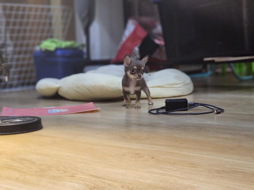 ชิวาวา ทีคัพ สีช๊อก ผู้หญิง อ้อนๆค่า วัคซีนแล้วสุขภาพแข็งแรงค่า 😊 รูปย่อยที่ 3