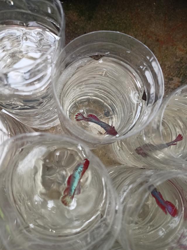 ปลากัดสวยงามราคาส่ง เริ่มต้นที่ 20 5