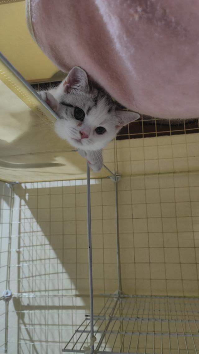 Scottish Fold (boy)
