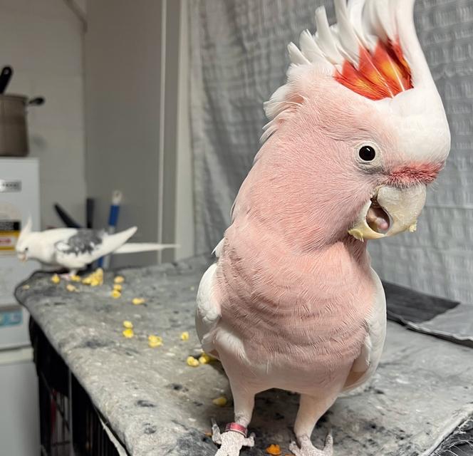 Major Mitchell's cockatoos | WhatsApp me : +66 63 826 3042