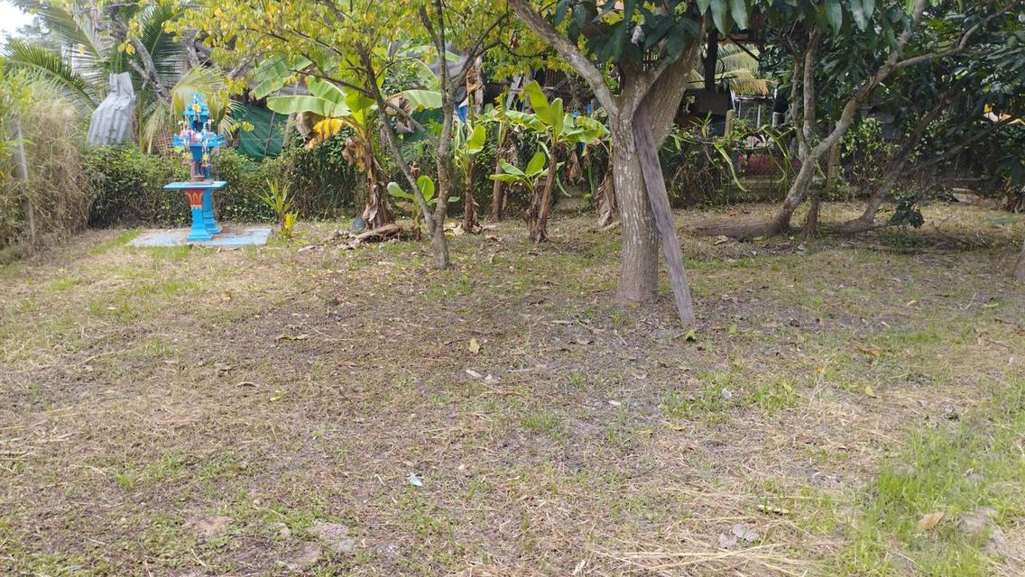 ที่ดินทำเลทอง ตำบลป่าไผ่ อำเภอสันทราย จังหวัดเชียงใหม่