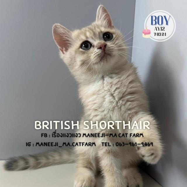 British shorthair แท้ 100% ay12 boy