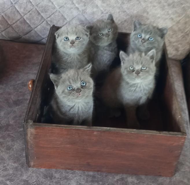 British short-hair blue and scotish fold kittens