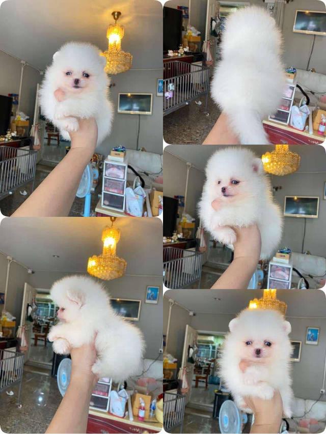 ลูกปอมแท้ อายุ2เดือน มาชมตัวจริงได้