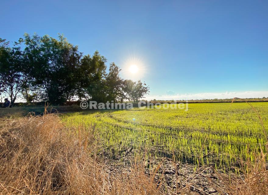 ขายที่ดินย่านบางน้ำเปรี้ยว 9 ไร่ 2 งาน 74 ตารางวา 2