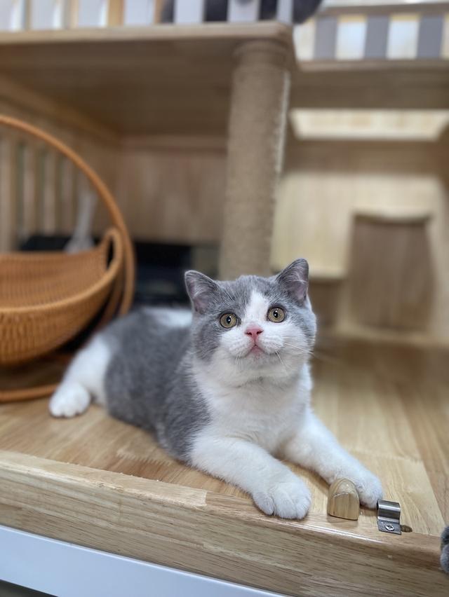 แมวมันช์กิ้นขายาว พร้อมย้าย 11