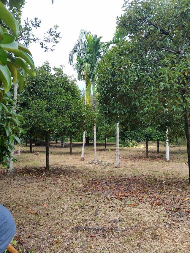 ขายที่ดิน อยู่ที่ประแส อำเภอแกลง ระยอง 2