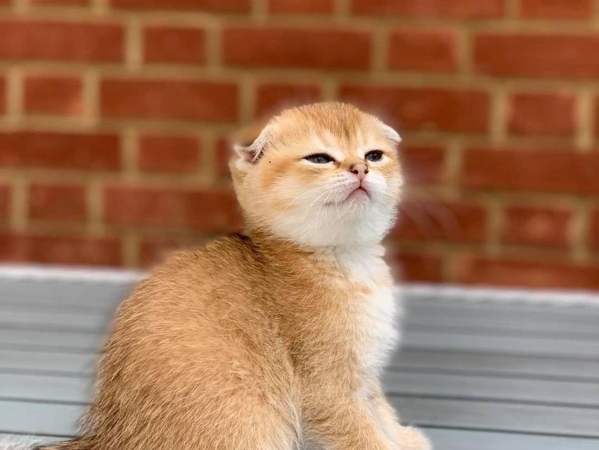 Scottish Fold Kittens  WhatsApp me : +66 63 826 3042