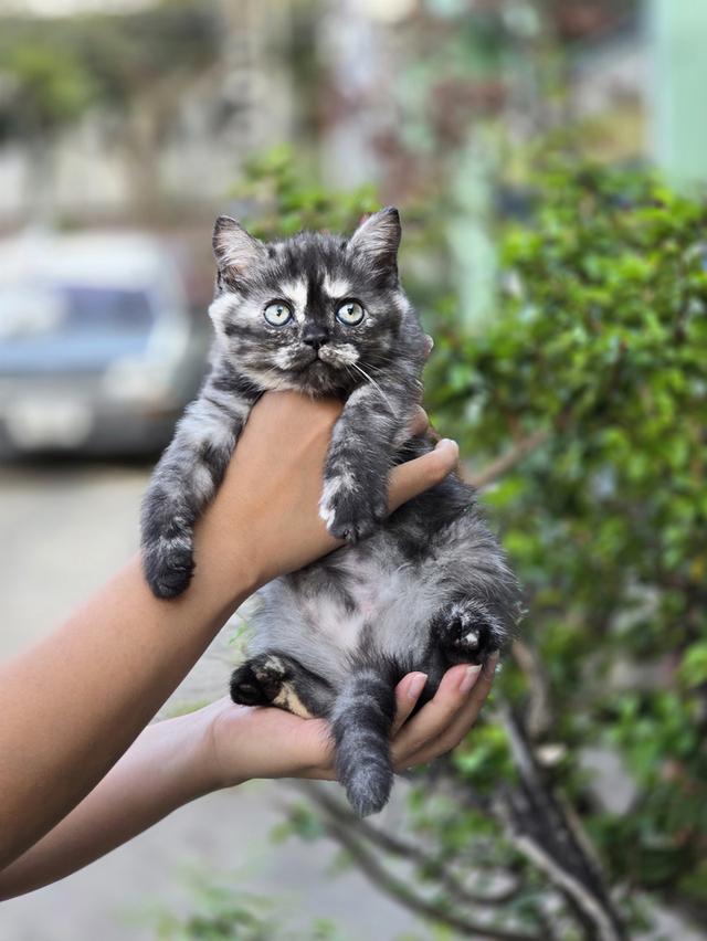 ส ก็ อ ต ติ ช โฟ ล ด์ รูปที่ 5