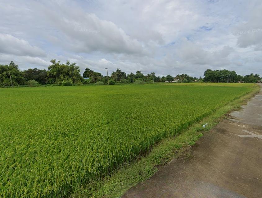 ขายที่ดินบางเตย 10 ไร่ ติดคลองติดถนนคอนกรีตใกล้ถนนวงแหวนตัดใหม่365-5กม. เมืองฉะเชิงเทรา