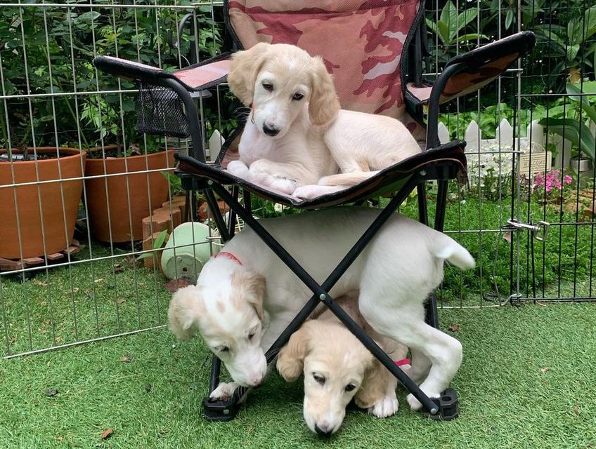 Saluki Puppies available WhatsApp me : +66 63 826 3042 รูปย่อยที่ 2