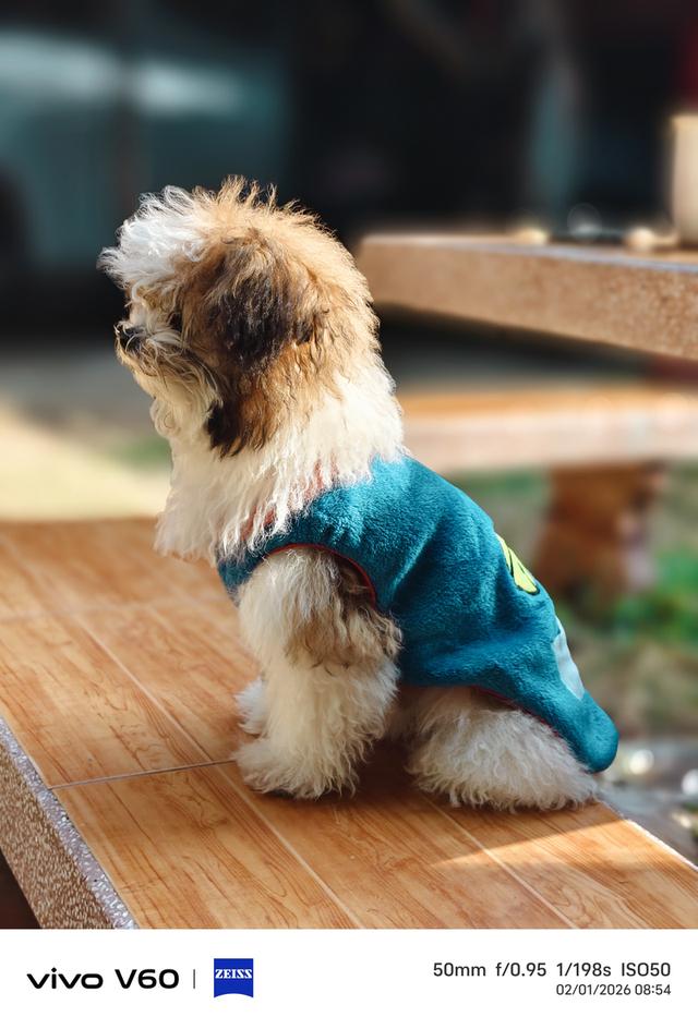 น้องหมา พุดเดิ้ล+ชิสุ