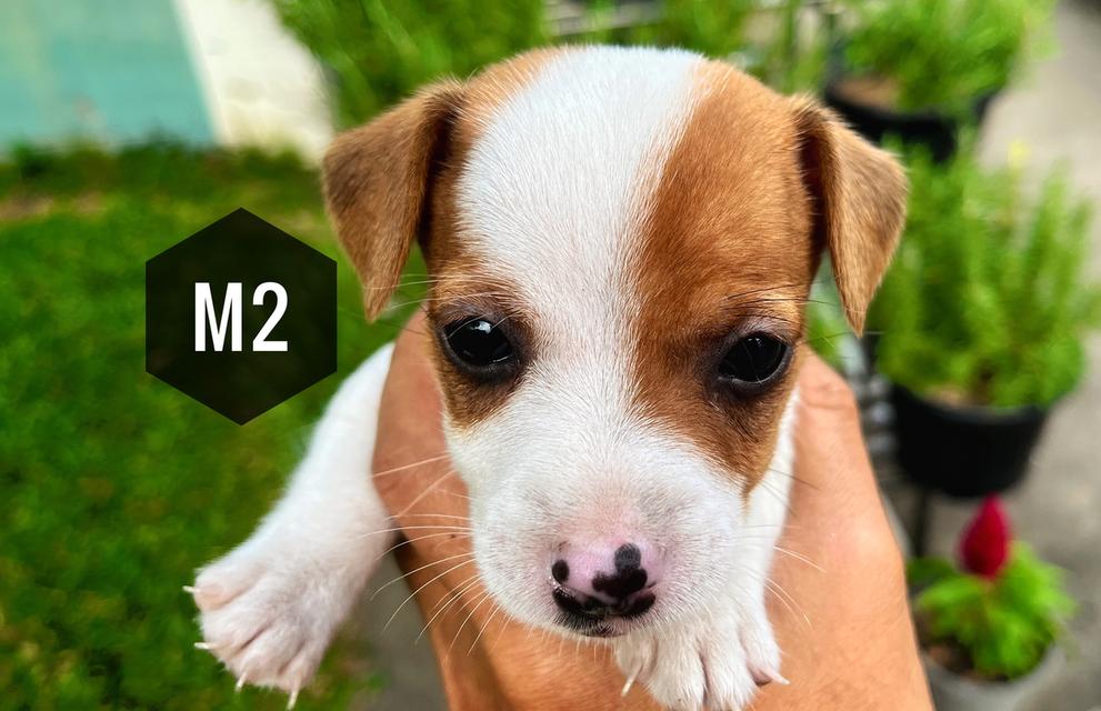 ลูกสุนัข Jackrussell 4