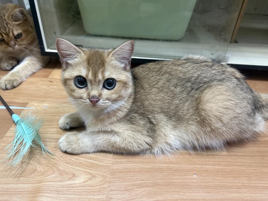 แมวบริติช 6