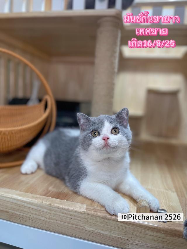 แมวมันช์กิ้นขายาว พร้อมย้าย
