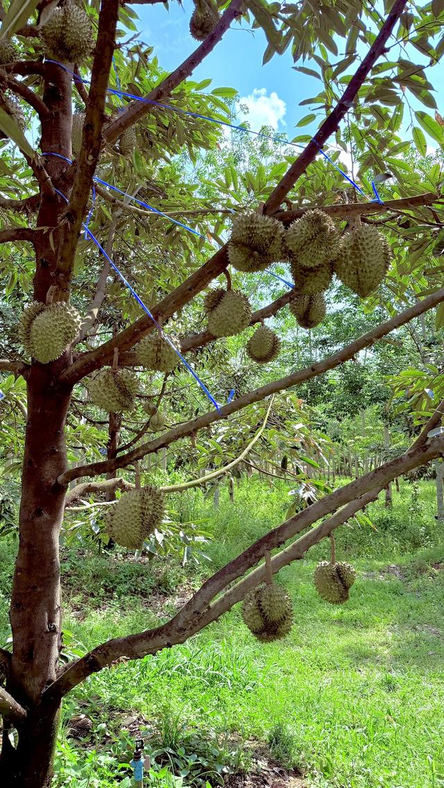ขายสวนทุเรียนหมอนทอง 5 ไร่ 1