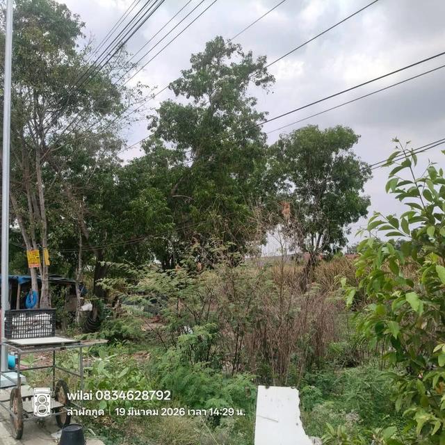 Vายที่ดิน 50 ตารางวา ใกล้โลตัส รังสิต คลอง7 ติดถนนคอนกรีต รังสิต-นครนายก ค.8 ชุมชนสุสวาส 2 ธัญบุรี ปทุมธานี 2