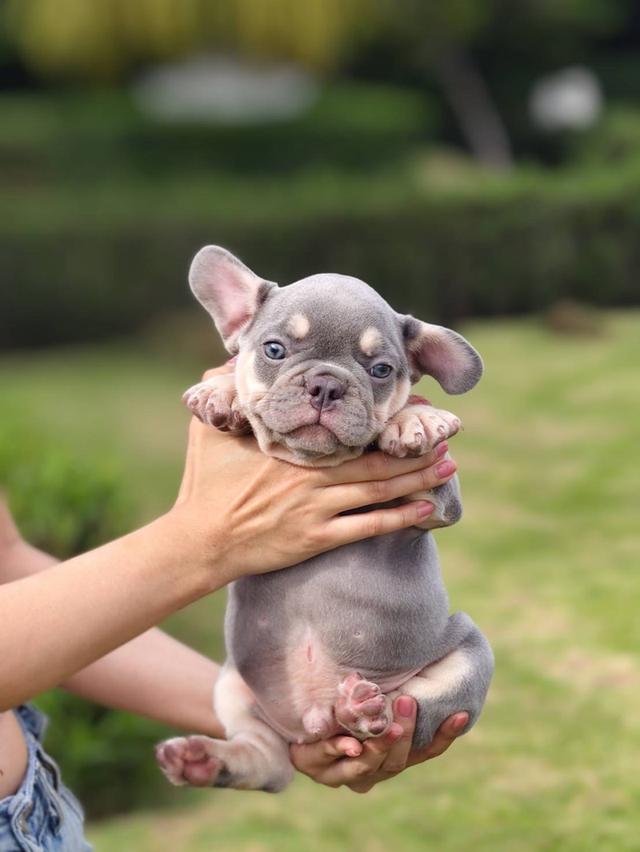 Frenchbulldogpuppy Color Exotic