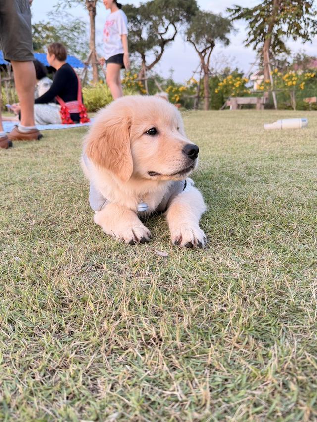 สุนัขโกลเด้น รีทรีฟเวอร์