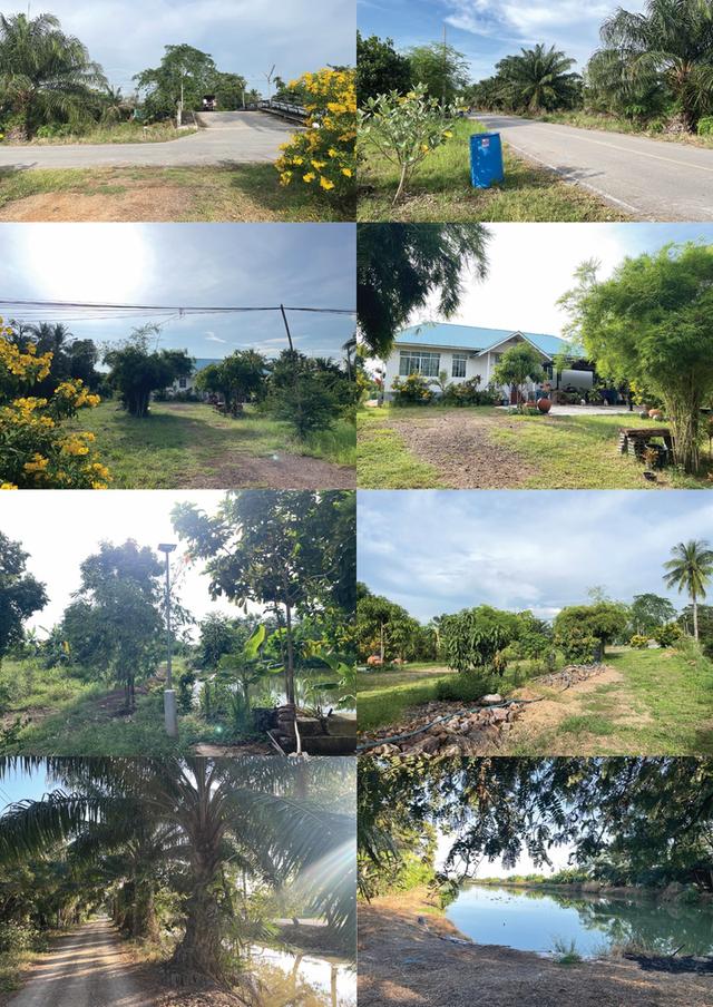 ที่ดิน หนองเสือ ปทุมธานี 3