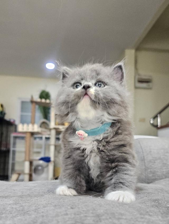 บริติช-สก็อตติช แมวคอฟ้า รูปที่ 5