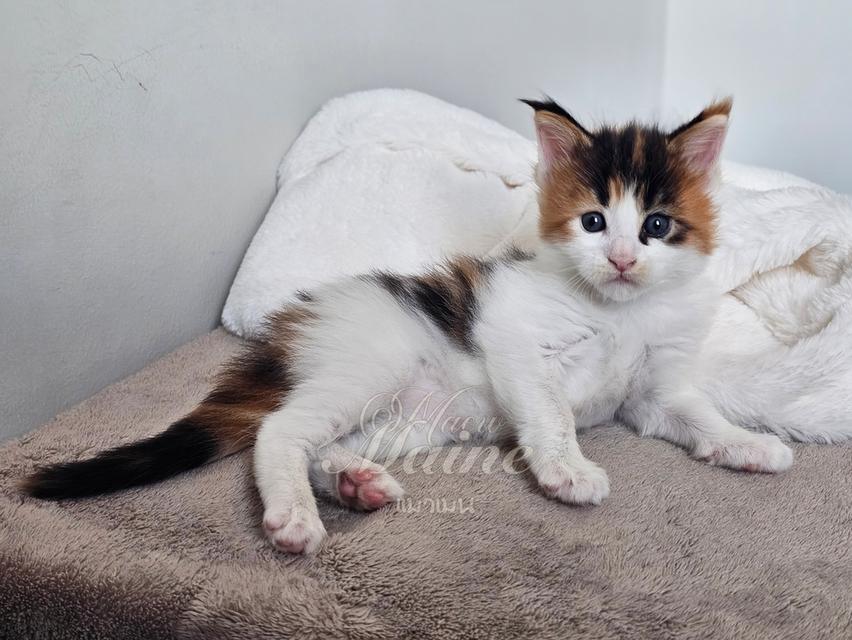 ลูกแมวเมนคูนแท้ เพศเมีย 3