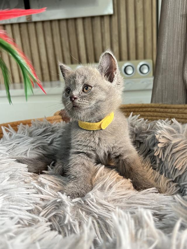 ลูกแมว บริติช ช็อตแฮร์ ใบเพ็ดนอกWCF(British Shorthair)