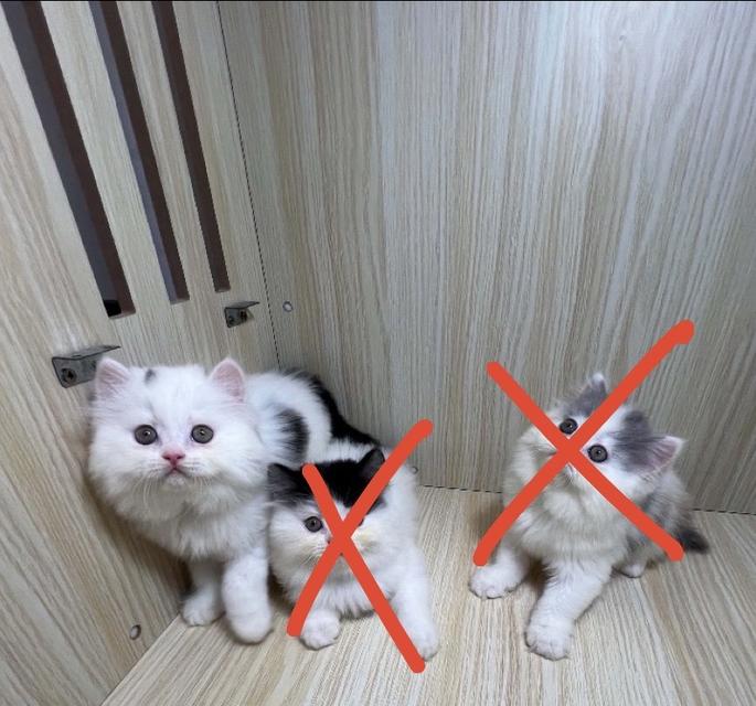 แมวพันธุ์เปอร์เซียแท้้เพศชาย