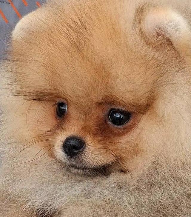 สุนัขพันธุ์ปอมเมอเรเนียน