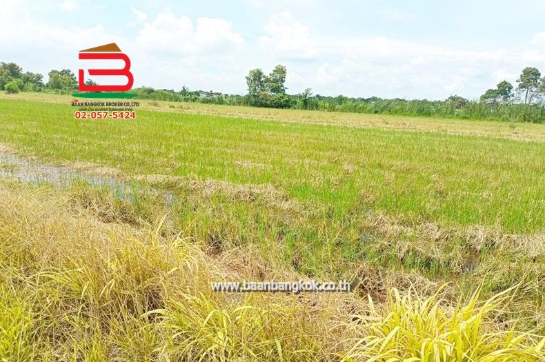 ที่ดินเปล่า เนื้อที่ 20-3-61 ไร่ ใกล้องค์การบริหารส่วนตำบลคลองหก ถนนคลอง6 ฝั่งตะวันตก ต.คลองหก อ.คลองหลวง จ.ปทุมธานี 3