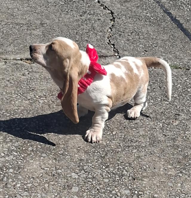 บาสเซ็ตฮาว์ดใบเพ็ดสมาคมพัฒนาพันธุ์สุนัข 13