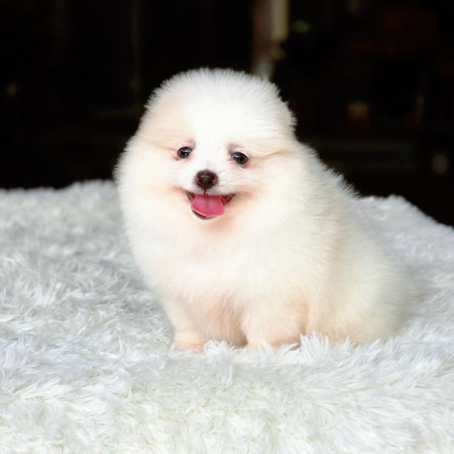น้องหนมปังปอมแท้สีขาวครีมเพศเมียหน้าหมีพร้อมซนมีส่งเก็บปลายทาง