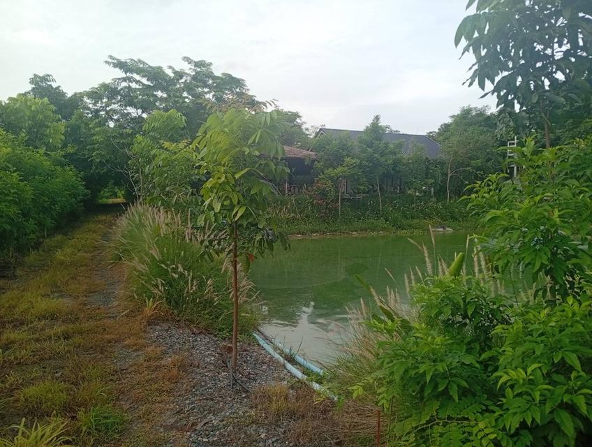 ขายที่ดินพร้อมสิ่งปลูกสร้างทำเลดีที่ดินอยู่ จ.ลพบุรี 10