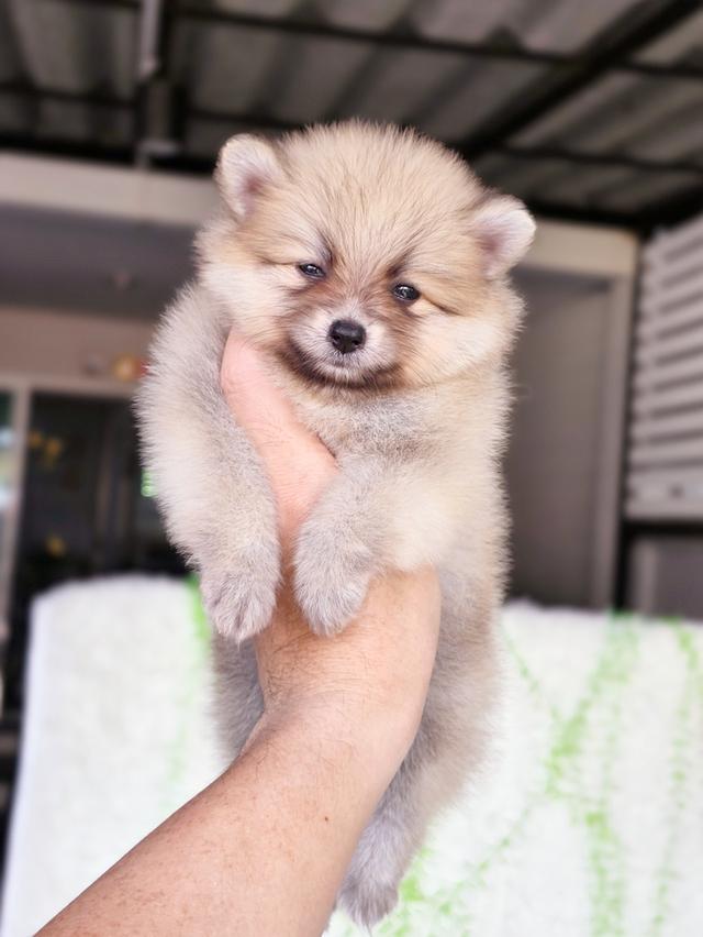 ปอมเมอเรเนียน น้องโนเบลเพศเมีย