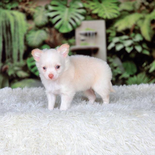 ชิวาวาแท้ เพศผู้ ขนยาว รูปที่ 6