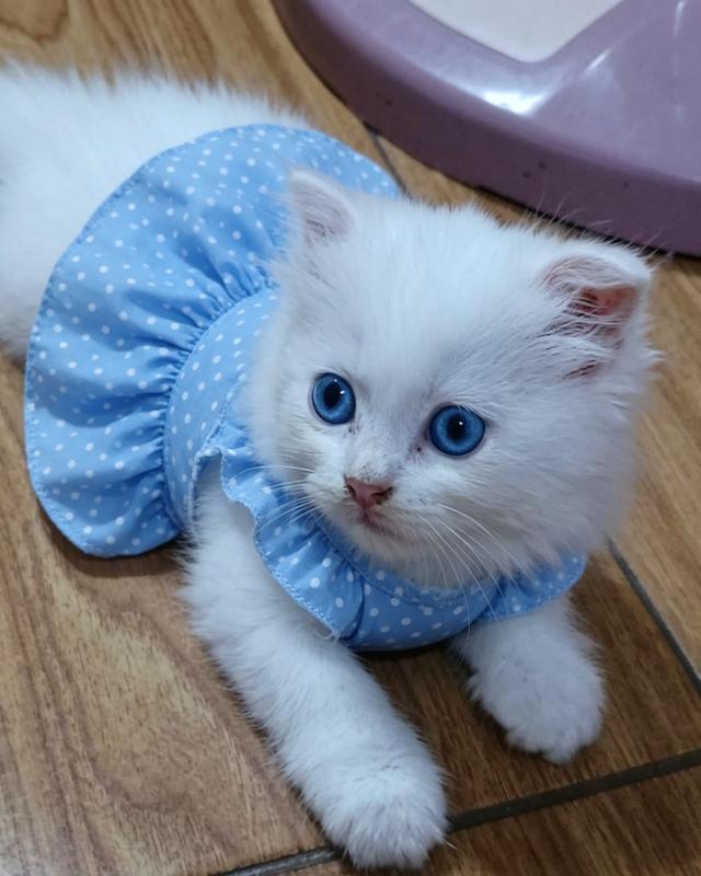 แมว scottish foldแมว scottish fold รูปที่ 5