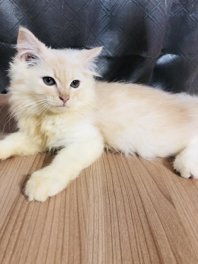 น้องแมวพันธุ์ หิมาลายันผสมชินชิล่า เพศผู้ 5