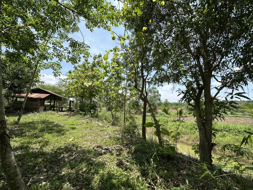 ขายที่สวนยางกับนา 4