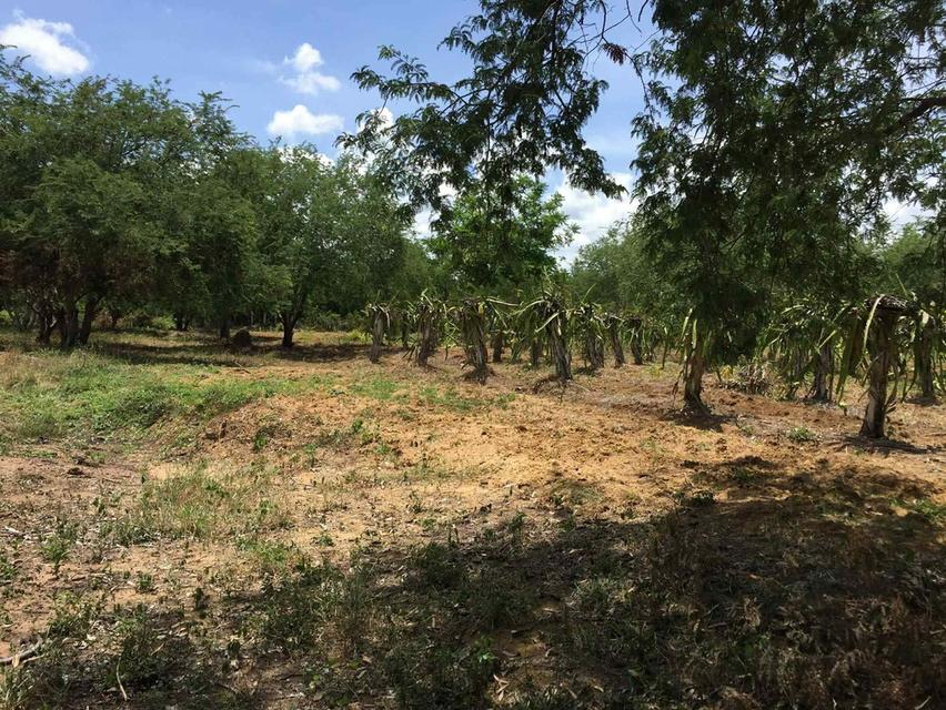 ที่ดินเพชรบูรณ์อำเภอเมือง 5