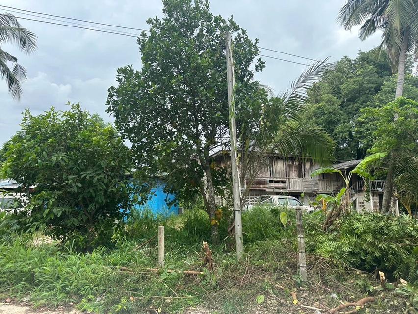 ขายที่ดินบ้านหนองเลง หนองขาม 200 ตรว. ใกล้นิคมปิ่นทอง10กม. อ.ศรีราชา ชลบุรี 2