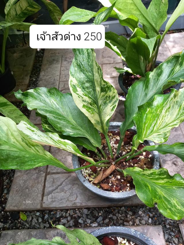 ต้นไม้ ไม้ประดับ ไม้ด่าง ไม้ใบ ไม้ฟอกอากาศ รูปที่ 7