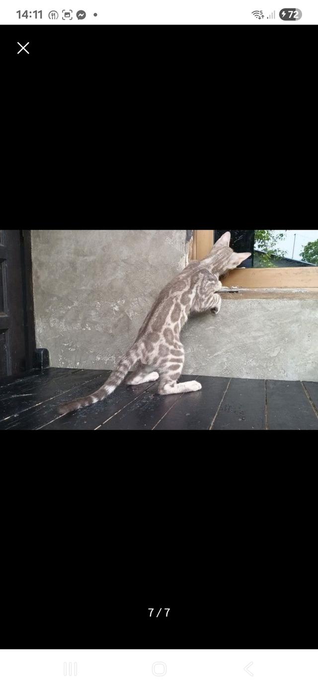 แมวเบงกอล