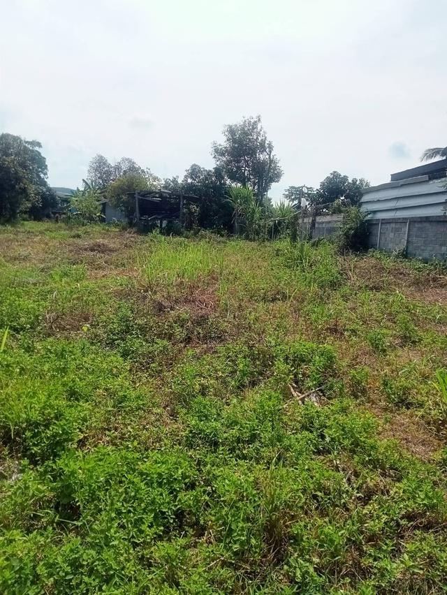 ที่ดิน ต.ขนงพระ อ.ปากช่อง 14
