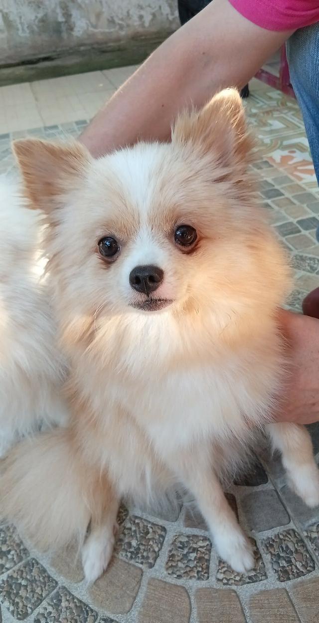 ปอมเเท้ เพศหญิง พร้อมย้าย รูปที่ 5